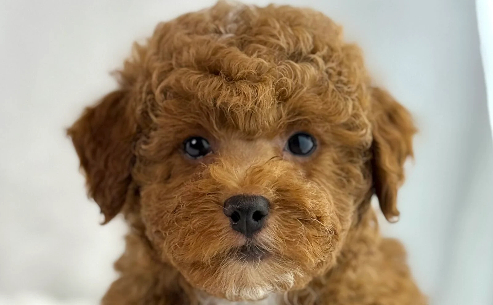Poodle in Mount Pleasant, WI