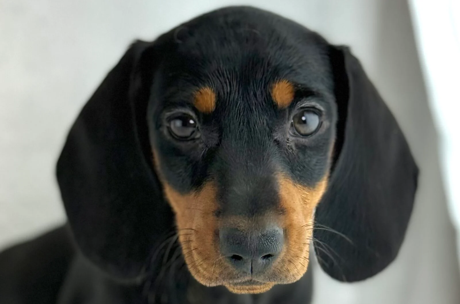 Dachshund in Mount Pleasant, WI