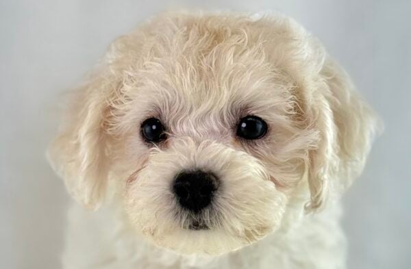 [#261003-04]  - Cream F Bichapoo Puppies For Sale