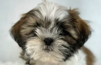 Petland Racine, Wisconsin Shih Tzu puppy available