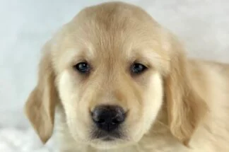 Petland Racine, Wisconsin Golden Retriever puppy available