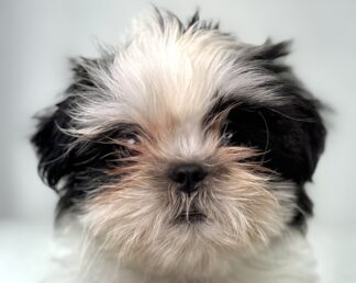 Shih Tzu (F) 32169