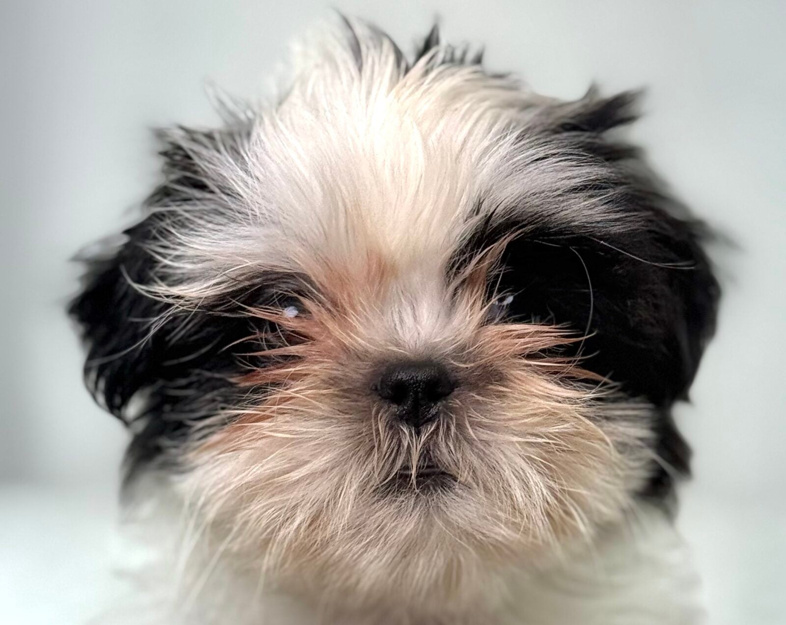 Shih Tzu in Kenosha, WI