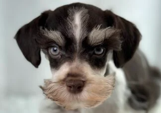 Miniature Schnauzer (M) 32172