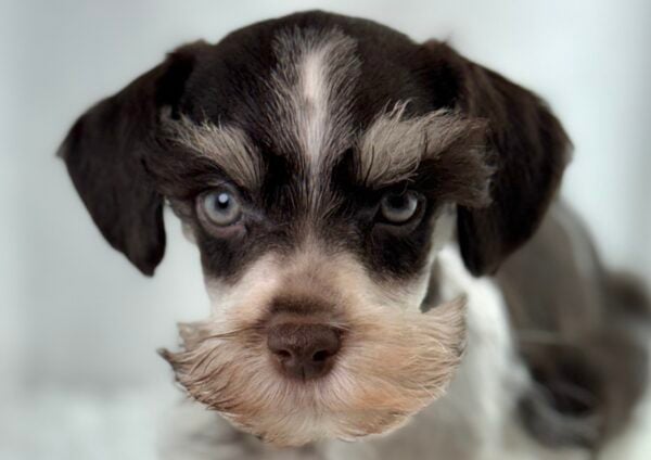 Miniature Schnauzer