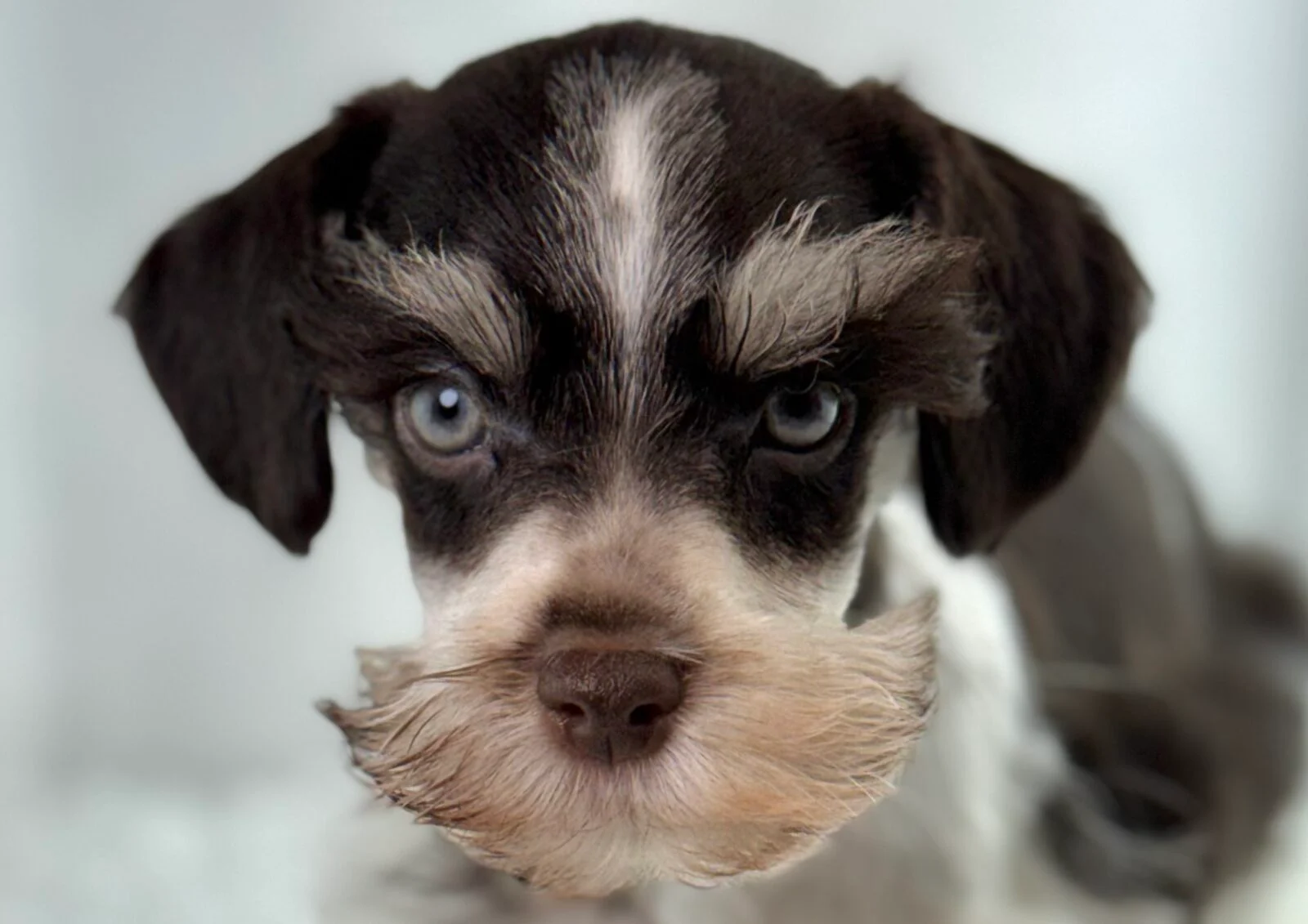Miniature Schnauzer in Mount Pleasant, WI