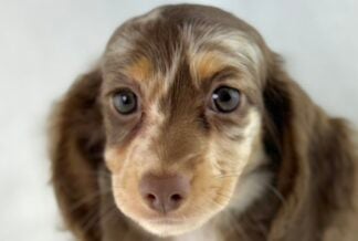 Petland Racine, Wisconsin Dachshund puppy available