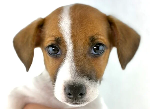 [#261319-01]  - Brown / White M Jack Russell Terrier Puppies For Sale