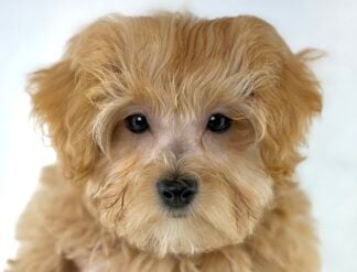 Petland Racine, Wisconsin Maltipoo puppy available