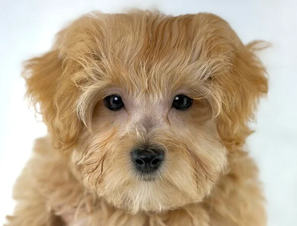 [#261071-01]  - Cream M Maltipoo Puppies For Sale