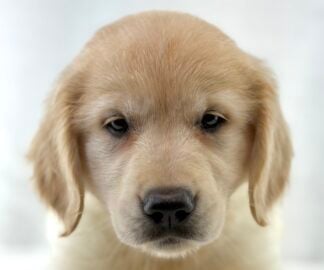 Petland Racine, Wisconsin Golden Retriever puppy available