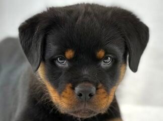 Petland Racine, Wisconsin Rottweiler puppy available