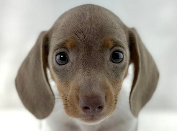 [#261446-05]  - Gray / White F Dachshund Puppies For Sale