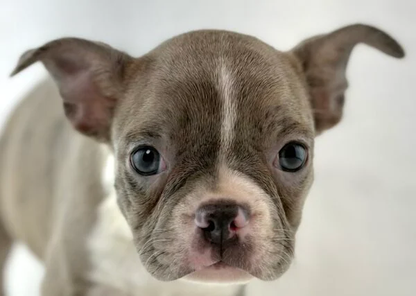 [#261337-08]  - Seal / White F Boston Terrier Puppies For Sale