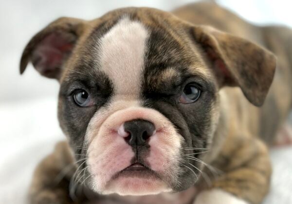 [#261336-01]  - Brindle / White M Boston Bulldog Puppies For Sale