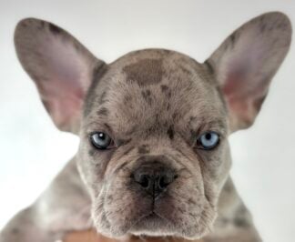 Petland Racine, Wisconsin French Bulldog puppy available
