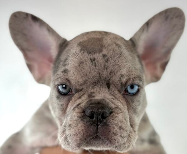 [#261342-02]  - Blue Merle M French Bulldog Puppies For Sale