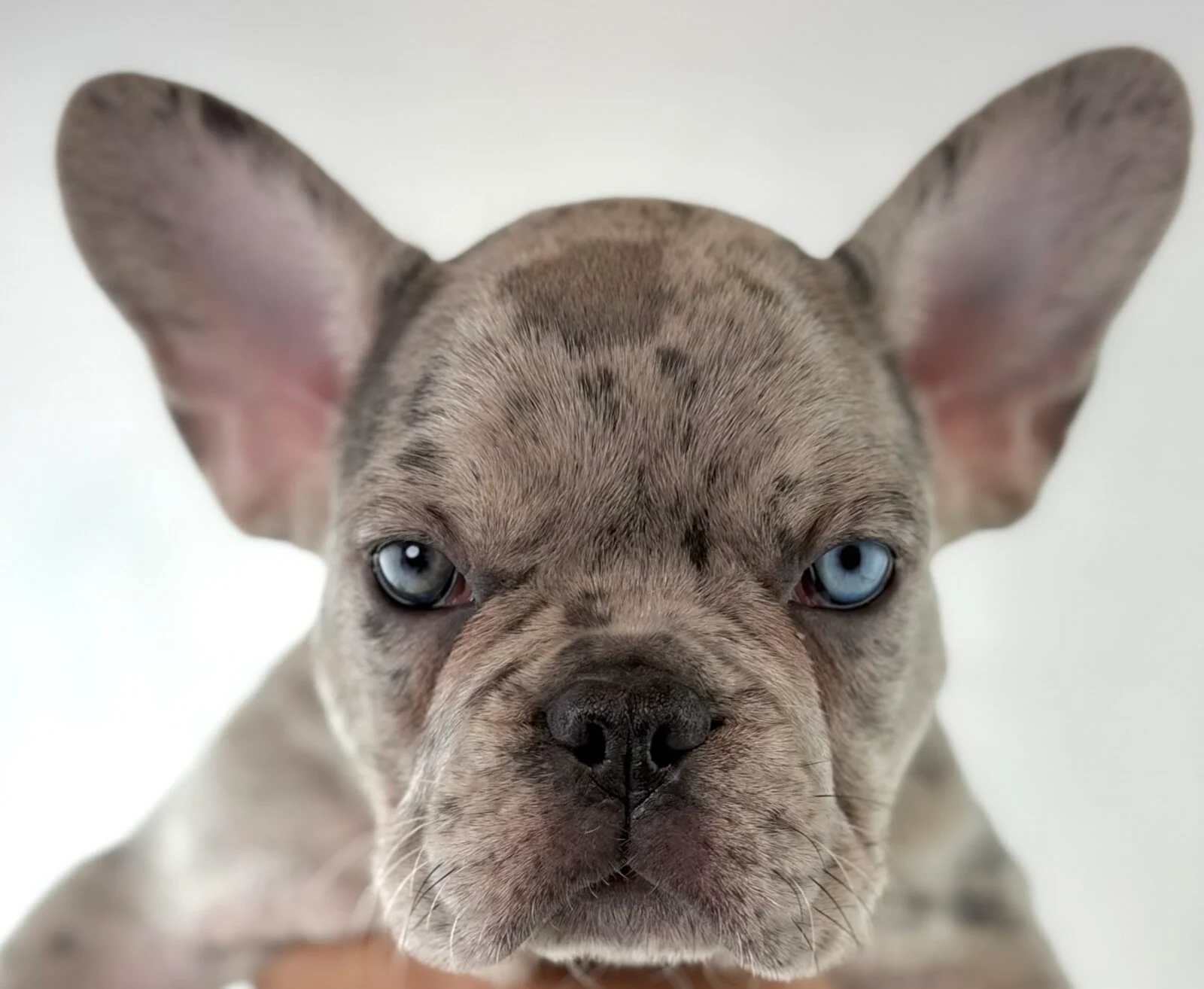 French Bulldog in Sheboygan, WI