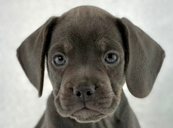 [#261276-06]  - Blue F French Bulldog/Beagle Puppies For Sale