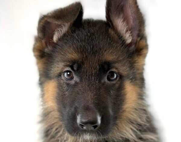 [#261271-05]  - Black / Tan F German Shepherd Dog Puppies For Sale