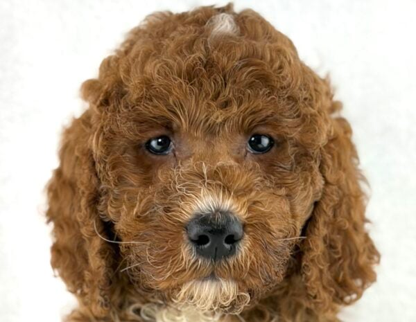 [#261482-07]  - Red F Poodle Standard Puppies For Sale