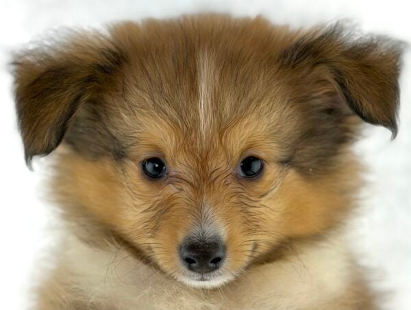 [#261380-02]  - Sable / White M Shetland Sheepdog Puppies For Sale