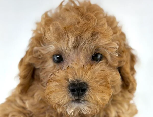 [#261519-06]  - Red F Goldendoodle Mini 2nd Gen Puppies For Sale