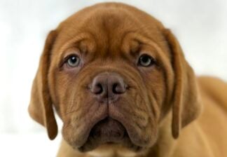 Petland Racine, Wisconsin Dogue de Bordeaux puppy available