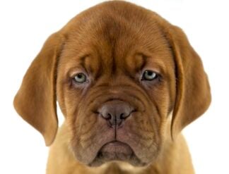 Petland Racine, Wisconsin Dogue de Bordeaux puppy available