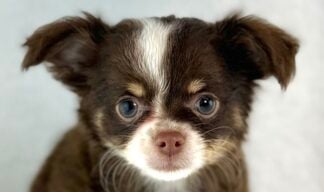 Petland Racine, Wisconsin Chihuahua puppy available