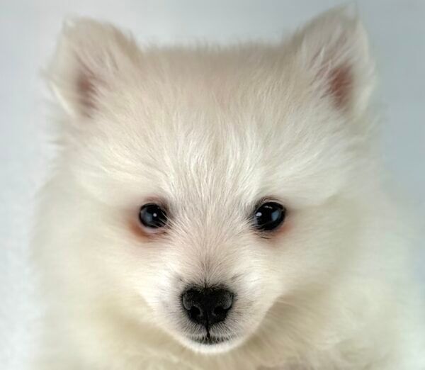 [#261236-02]  - White F American Eskimo Dog Puppies For Sale