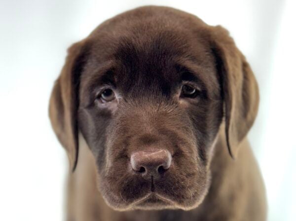 [#261307-07]  - Chocolate F Labrador Retriever Puppies For Sale