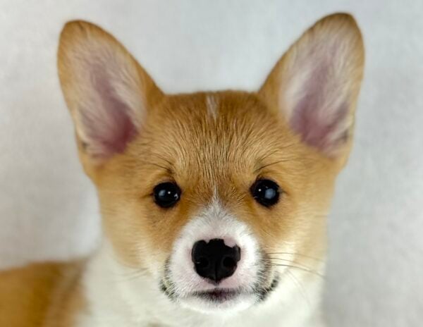 [#261067-06]  - Red F Pembroke Welsh Corgi Puppies For Sale