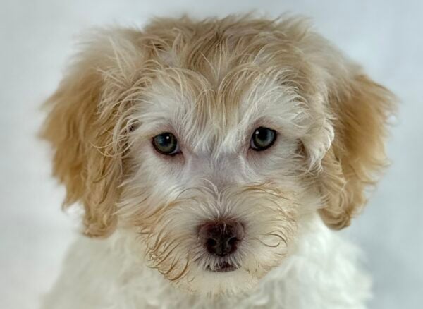[#261031-04]  - Cream F Schnoodle Puppies For Sale