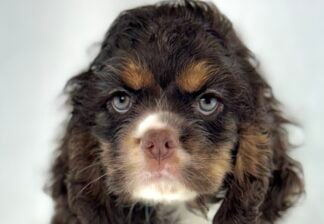Petland Racine, Wisconsin Cocker Spaniel puppy available
