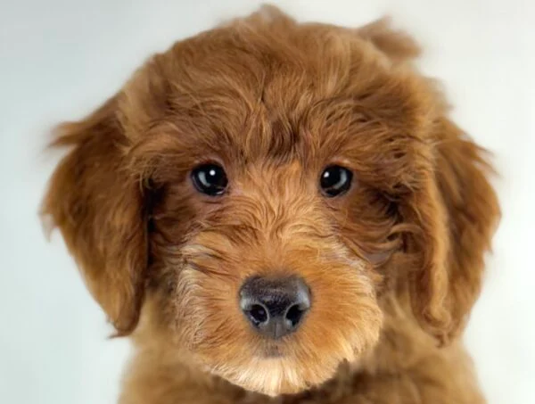 [#26935-02]  - Red M Goldendoodle Mini 2nd Gen Puppies For Sale