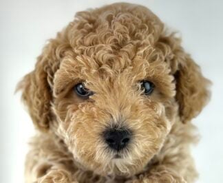 Petland Racine, Wisconsin Poodle puppy available