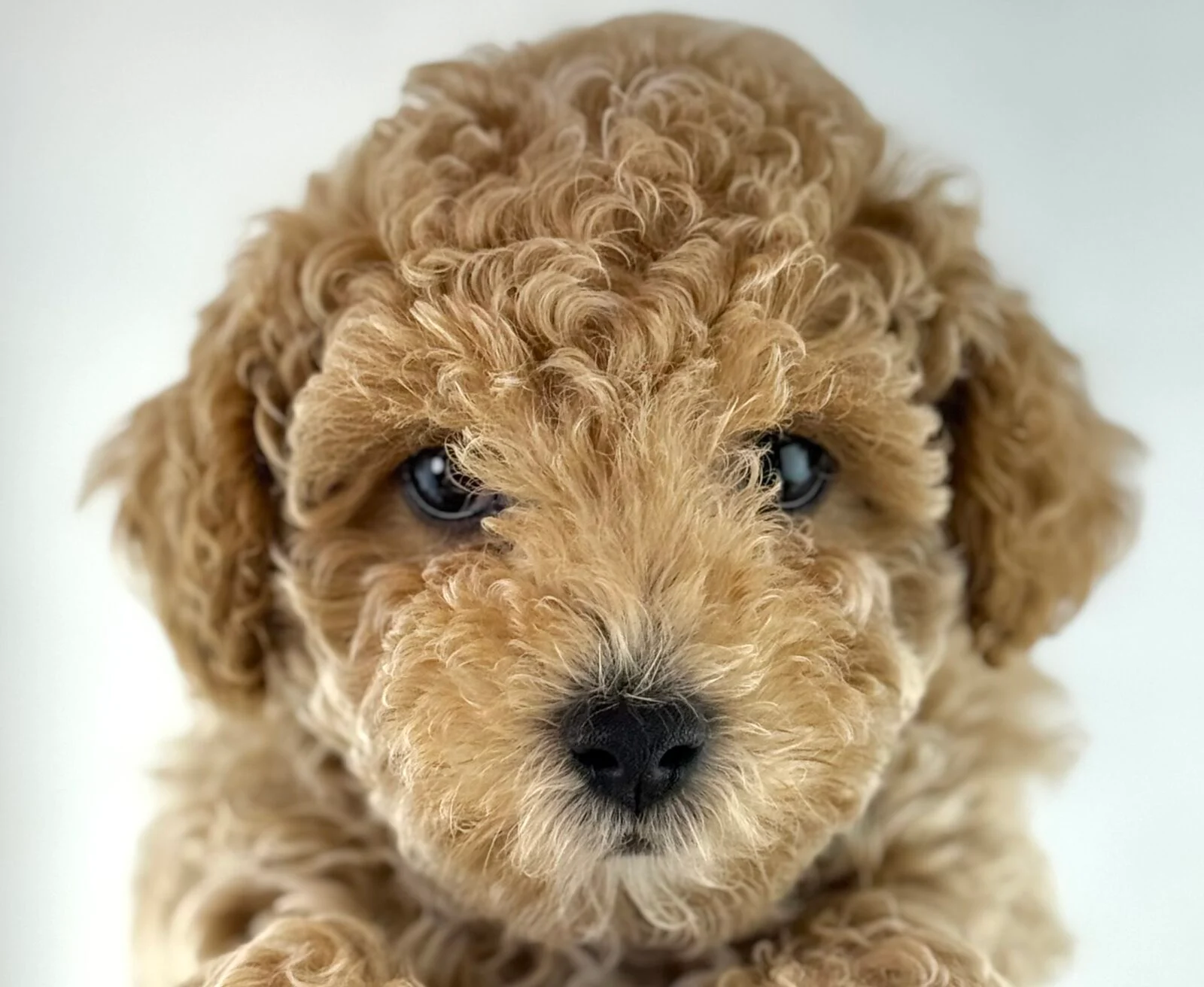 Poodle in Sheboygan, WI