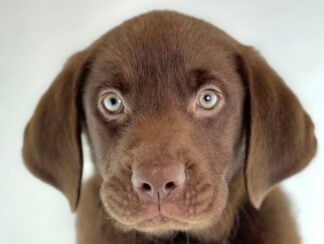 Petland Racine, Wisconsin Labrador Retriever puppy available