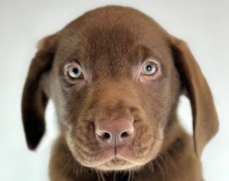 Petland Racine, Wisconsin Labrador Retriever puppy available