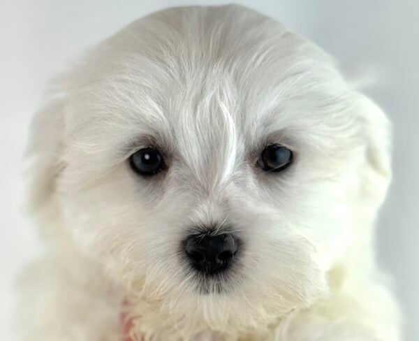 [#261401-03] Amelia - White F Morkie Puppies For Sale