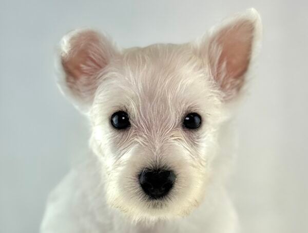 [#261155-04] Eloise - White F West Highland White Terrier Puppies For Sale