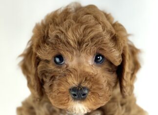 Petland Racine, Wisconsin Cavapoo puppy available