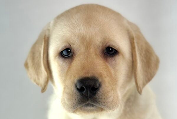 [#261308-03] Barbie - Yellow F Labrador Retriever Puppies For Sale