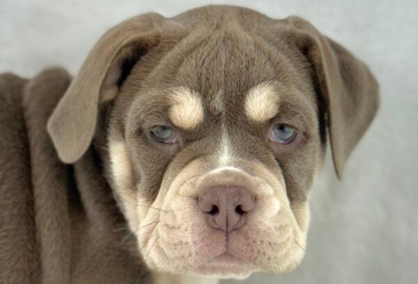 [#261275-08] Malibu - Lilac F Beabull 2nd Gen Puppies For Sale