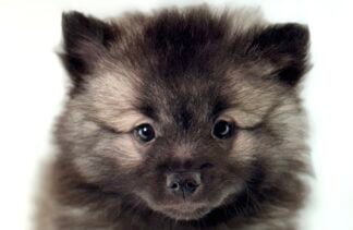 Petland Racine, Wisconsin Keeshond puppy available