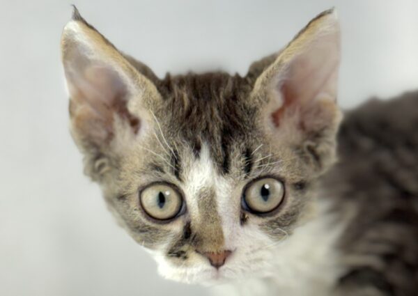 [#261291-03] Cappuccino - Black / White M Devon Rex Kittens for Sale