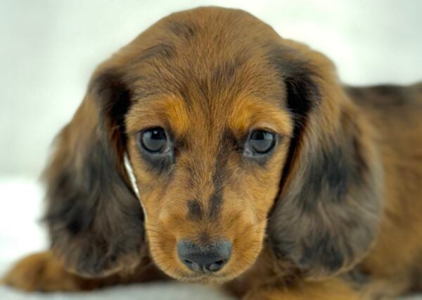 [#261349-02]  - Chocolate / Tan M Dachshund Puppies For Sale
