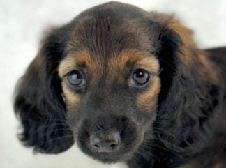 Petland Racine, Wisconsin Dachshund puppy available