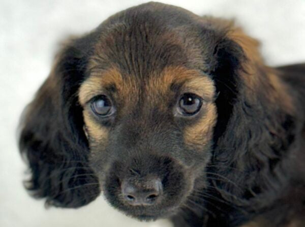 [#261349-04]  - Black / Tan F Dachshund Puppies For Sale
